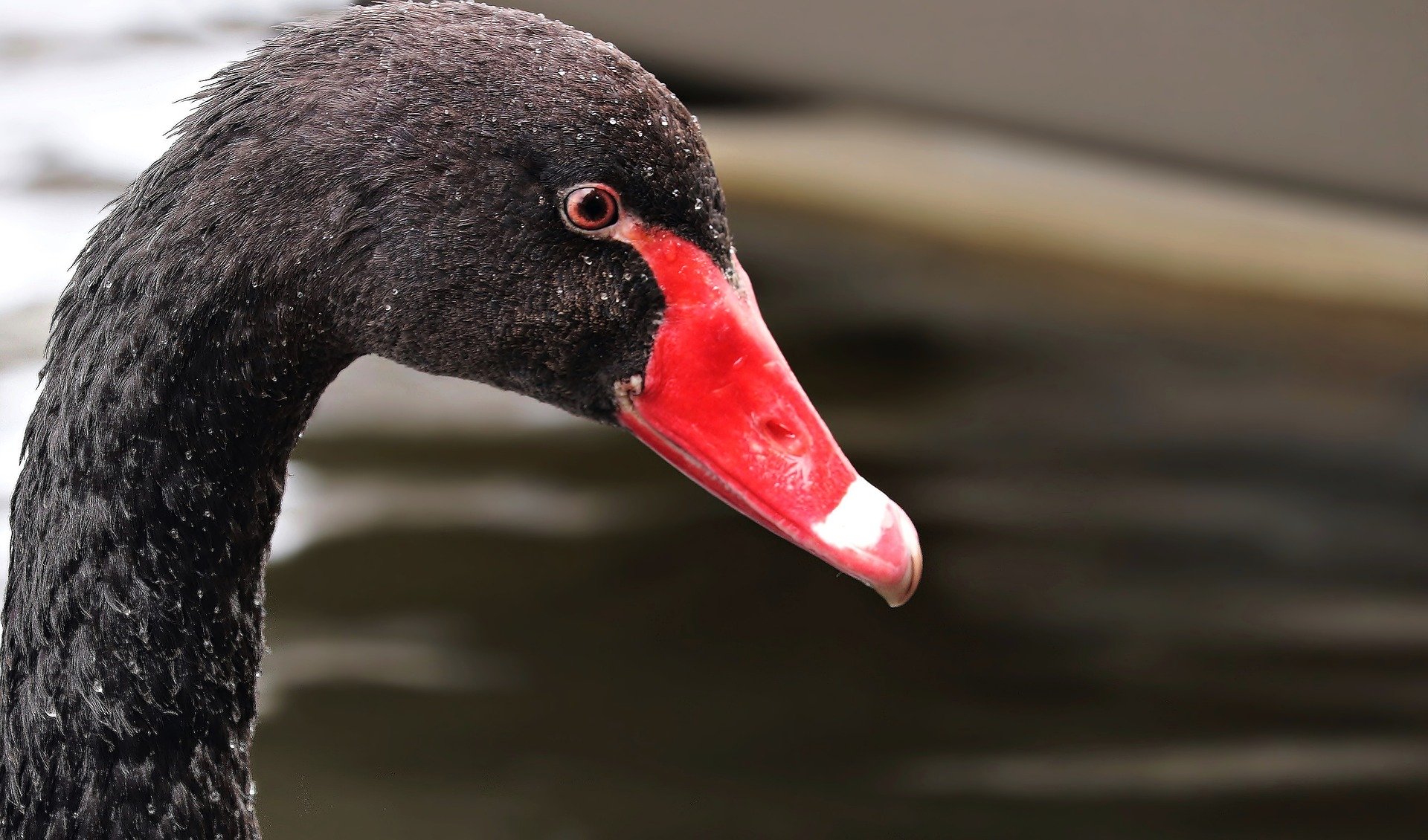 Il Coronavirus è davvero un Cigno Nero? - Open Calabria